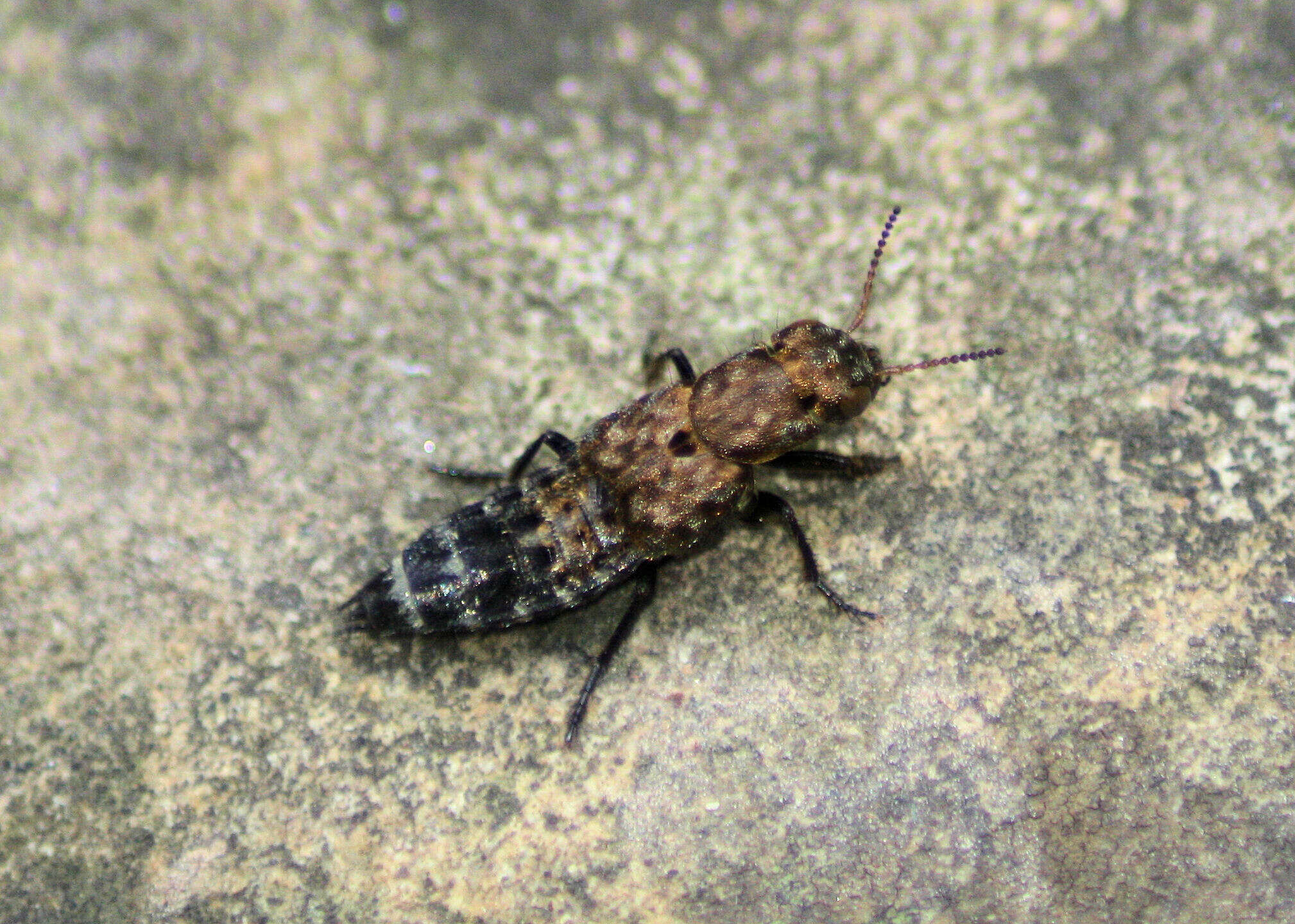 Image of Ontholestes