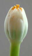 Imagem de Haemanthus albiflos Jacq.