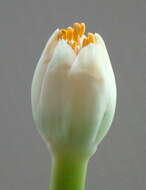 Imagem de Haemanthus albiflos Jacq.