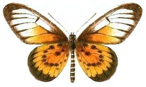 Image of Acraea orestia Hewitson 1874