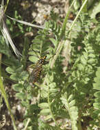 Image of Nephrotoma crocata (Linnaeus 1758)