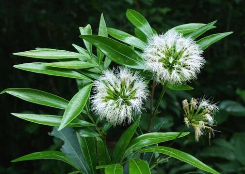 Image of Inga sertulifera DC.