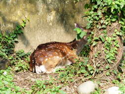 Image of Formosan sika deer