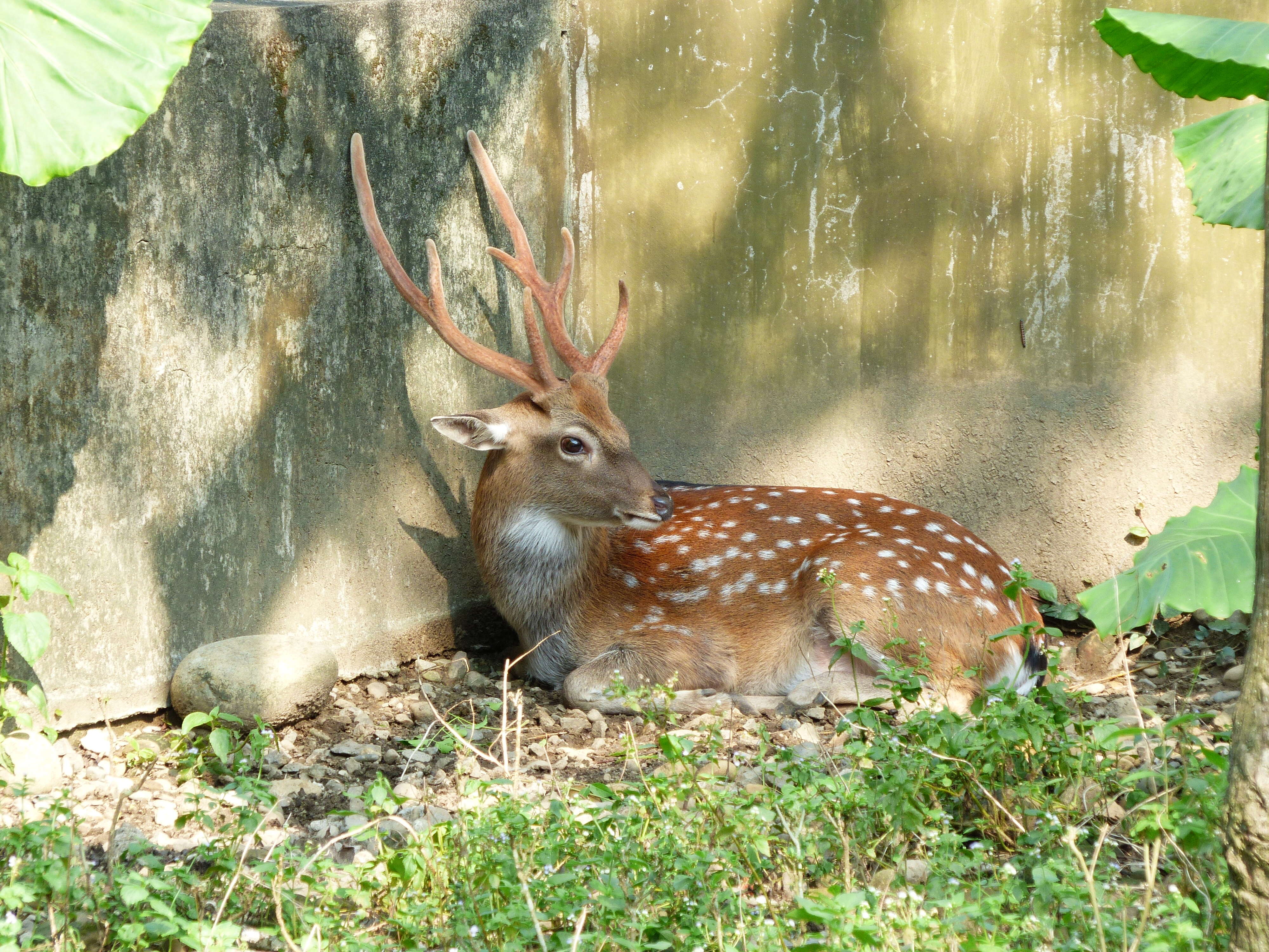 Image of Formosan sika deer