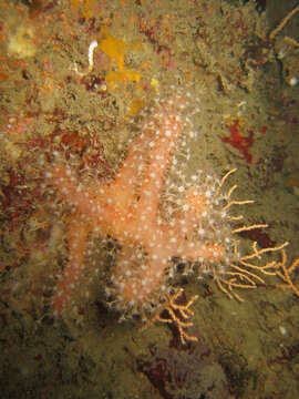 Imagem de Alcyonium glomeratum (Hassall 1843)