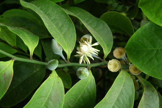 Image of Eupomatia laurina R. Br.