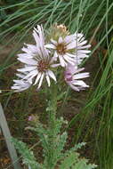 Image of Berkheya purpurea (DC.) Benth. & Hook. fil. ex Mast.