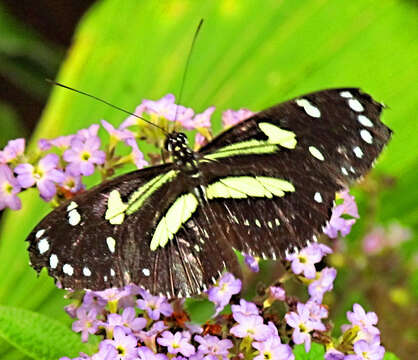 Imagem de Heliconius hecuba Hewitson 1857