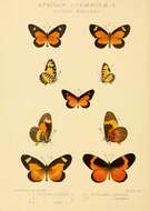 Image de Telipna acraea (Westwood (1851))