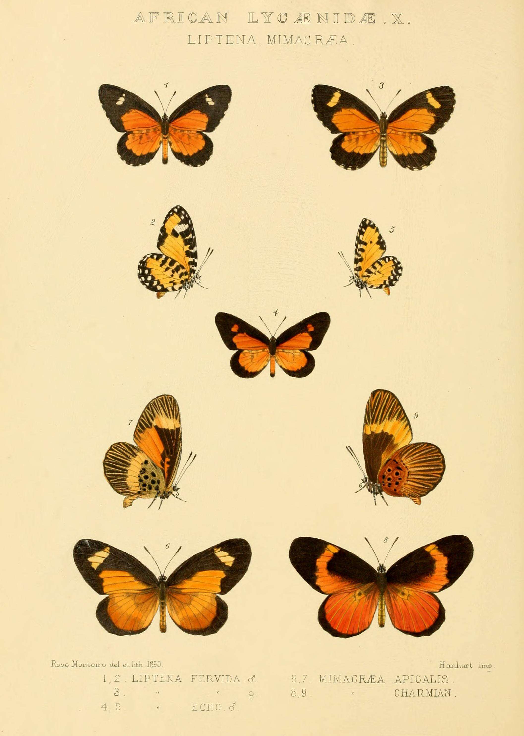 Image de Telipna acraea (Westwood (1851))