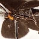 Image of Eremonidiopsis aggregata