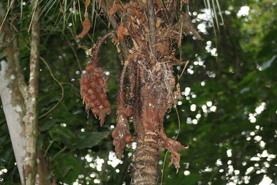 Image of Astrocaryum aculeatissimum (Schott) Burret