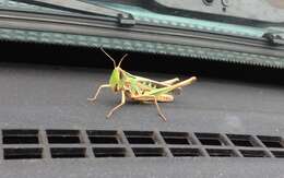 Image of Admirable Grasshopper