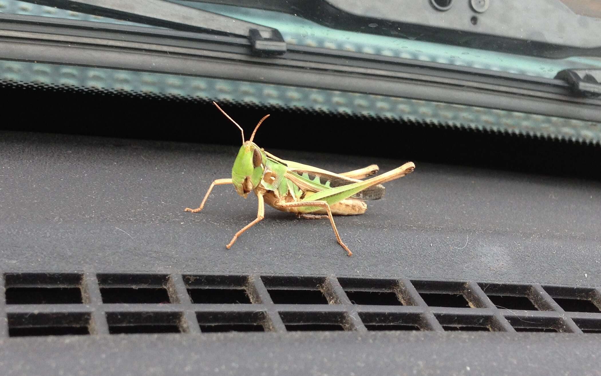 Image of Admirable Grasshopper