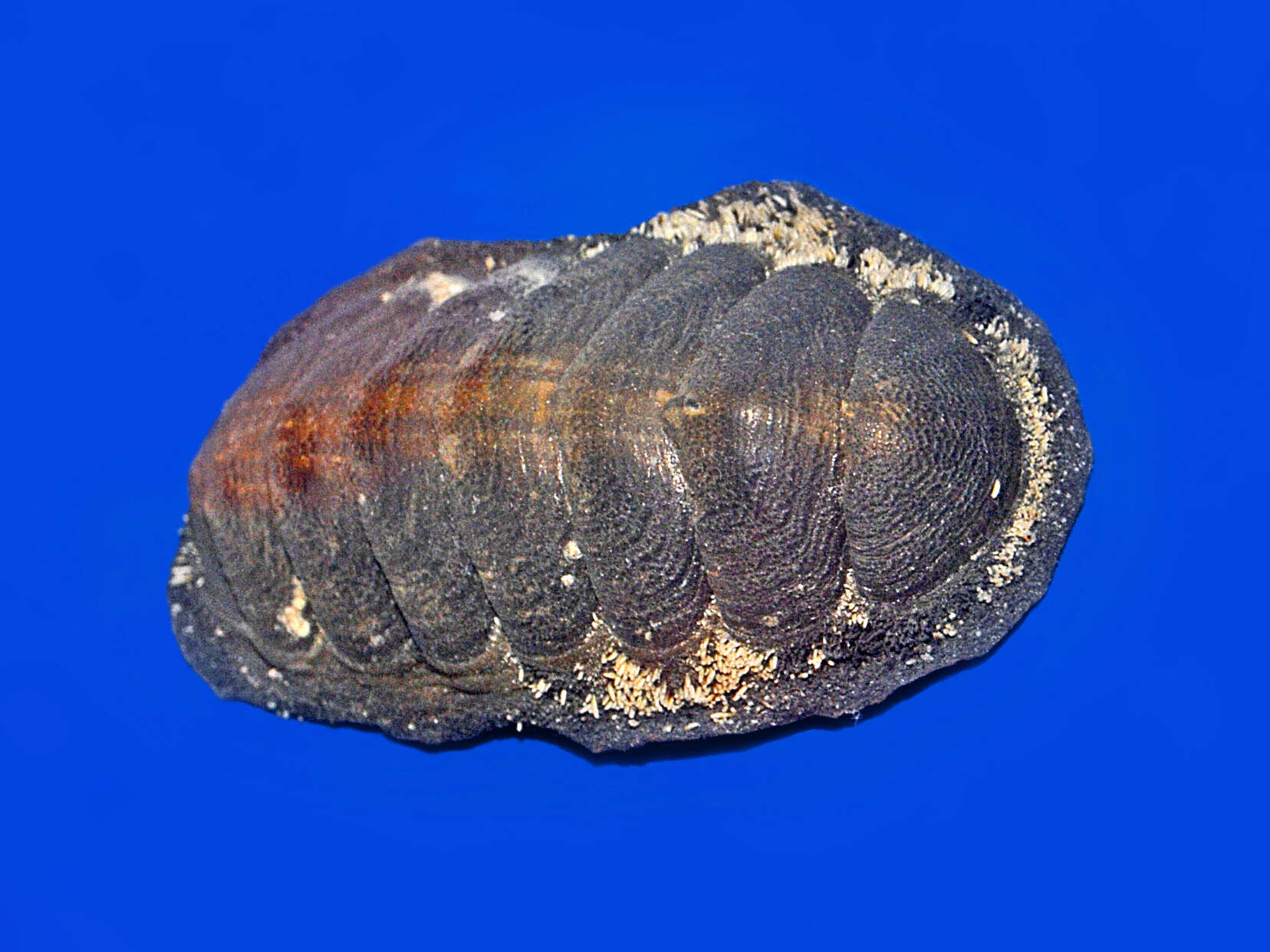 Sivun Acanthopleura gemmata (Blainville 1825) kuva
