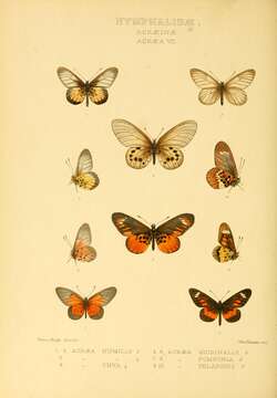 Image of Acraea peneleos Ward 1871