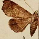 Image of Pseudogiria variabilis