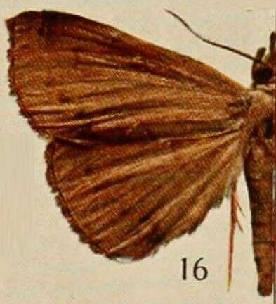 Image of Deinypena Holland 1894