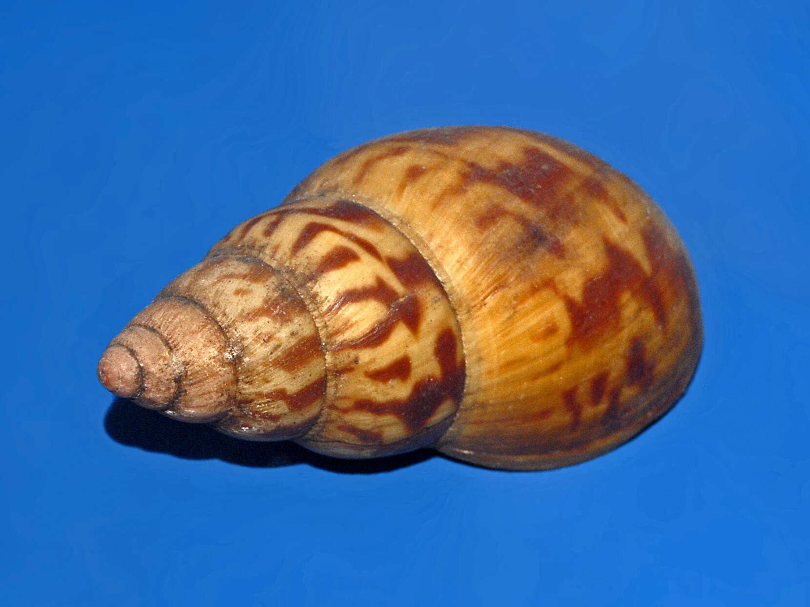 Image of Achatina tincta Reeve 1842