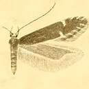 Image de Monochroa scutatella Müller-Rutz 1920