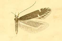 Image of Monochroa scutatella Müller-Rutz 1920