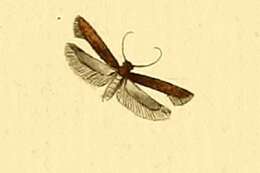 Image de Monochroa tenebrella Hübner (1817)