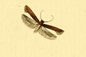 Image de Monochroa tenebrella Hübner (1817)