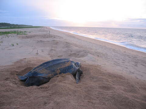 Image of Leatherback sea turtle