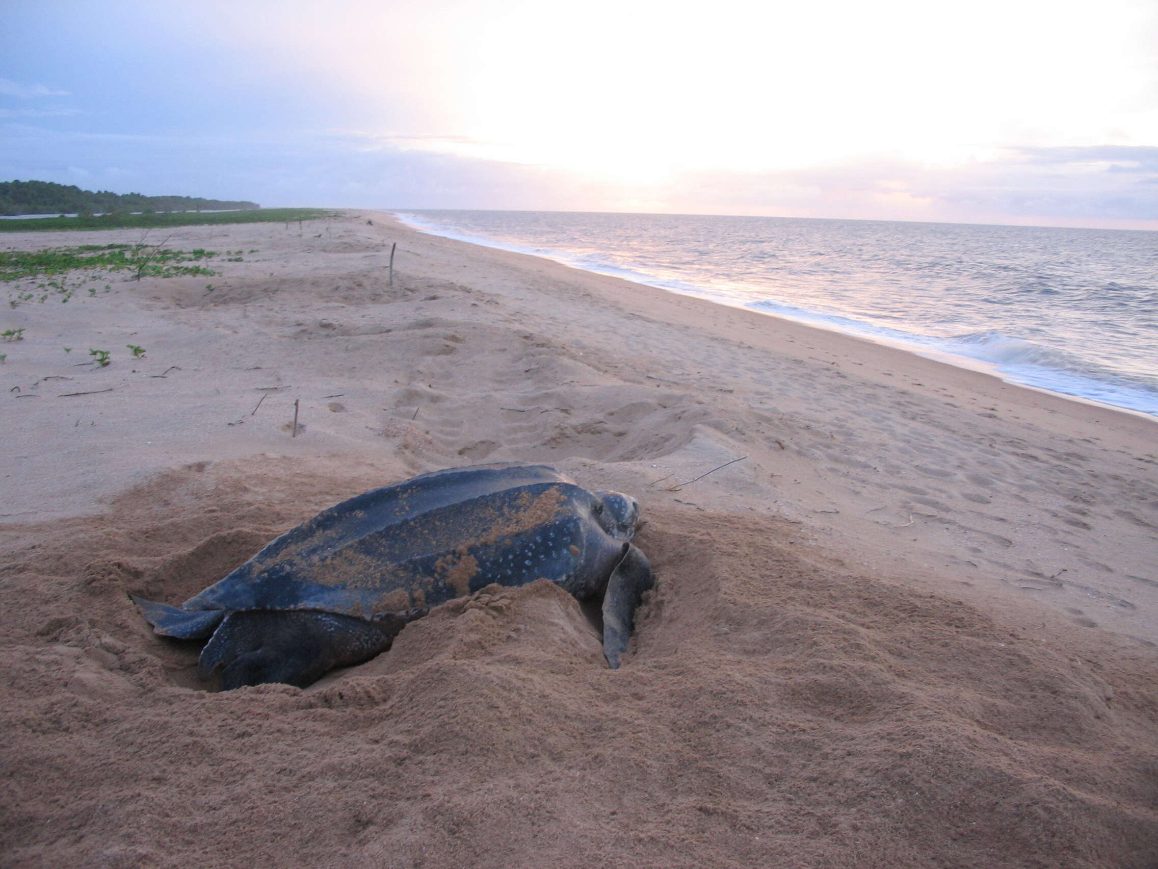 Image of Leatherback sea turtle