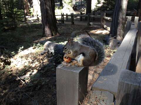 Image of Douglas's Squirrel