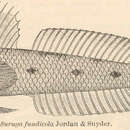 Image de Suruga fundicola Jordan & Snyder 1901
