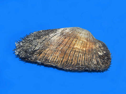 Image of bearded ark shell