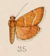 Image de Cybalomia cervinalis Hampson 1908