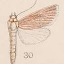 Image of Patissa intersticalis Hampson 1908