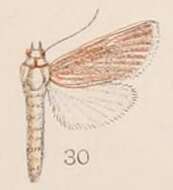 Image of Patissa intersticalis Hampson 1908