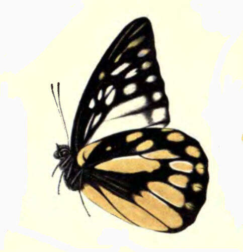 Image of Prioneris thestylis (Doubleday 1842)