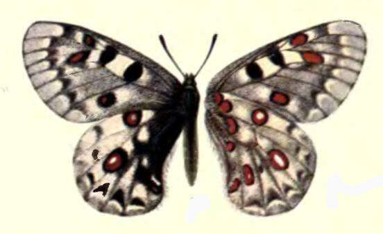 Sivun Parnassius jacquemontii Boisduval 1836 kuva