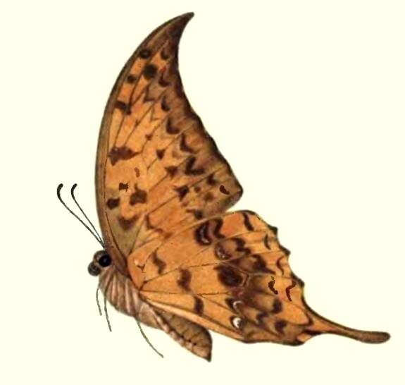 Image of Meandrusa payeni (Boisduval 1836)