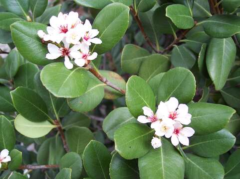 Слика од Rhaphiolepis indica var. umbellata (Thunb. ex Murray) H. Ohashi