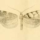 Image of Pseudotelphusa istrella Mann 1866