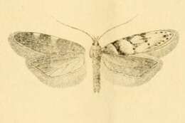 Image of Pseudotelphusa istrella Mann 1866