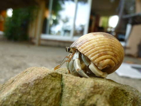 Image of Coenobita rugosus