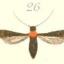 Image of Tinthia ruficollaris Pagenstecher