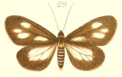 Image of Nyctemera quaternarium Pagenstecher 1900