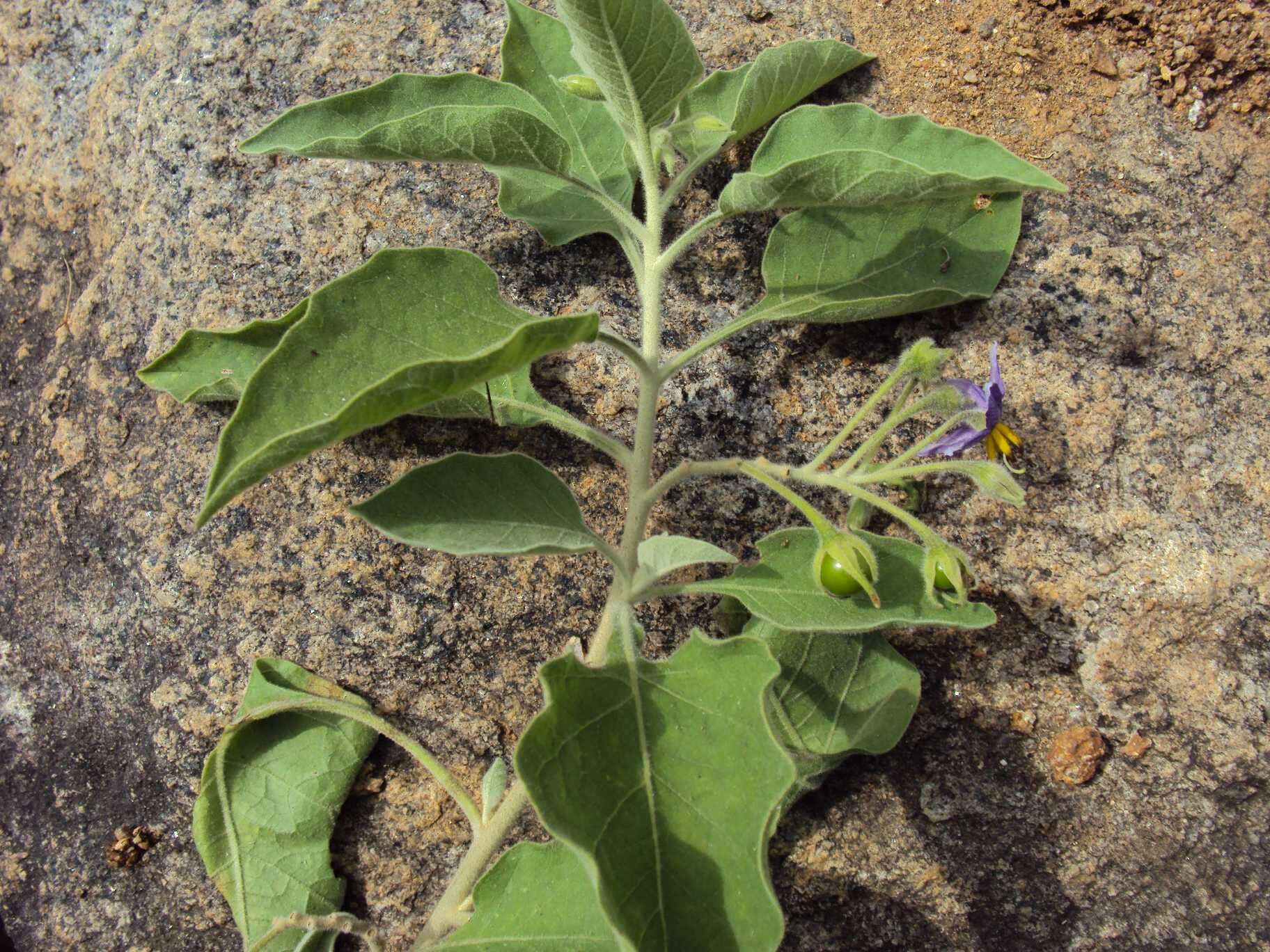 Image of Solanum pubescens Willd.