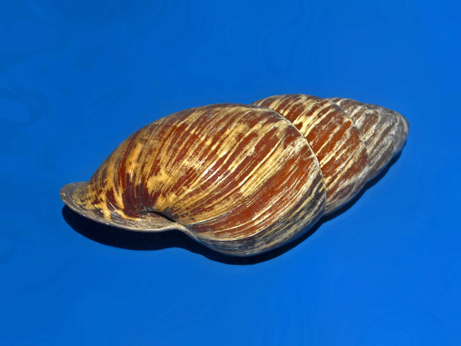 Image de Helicostyla mindoroensis