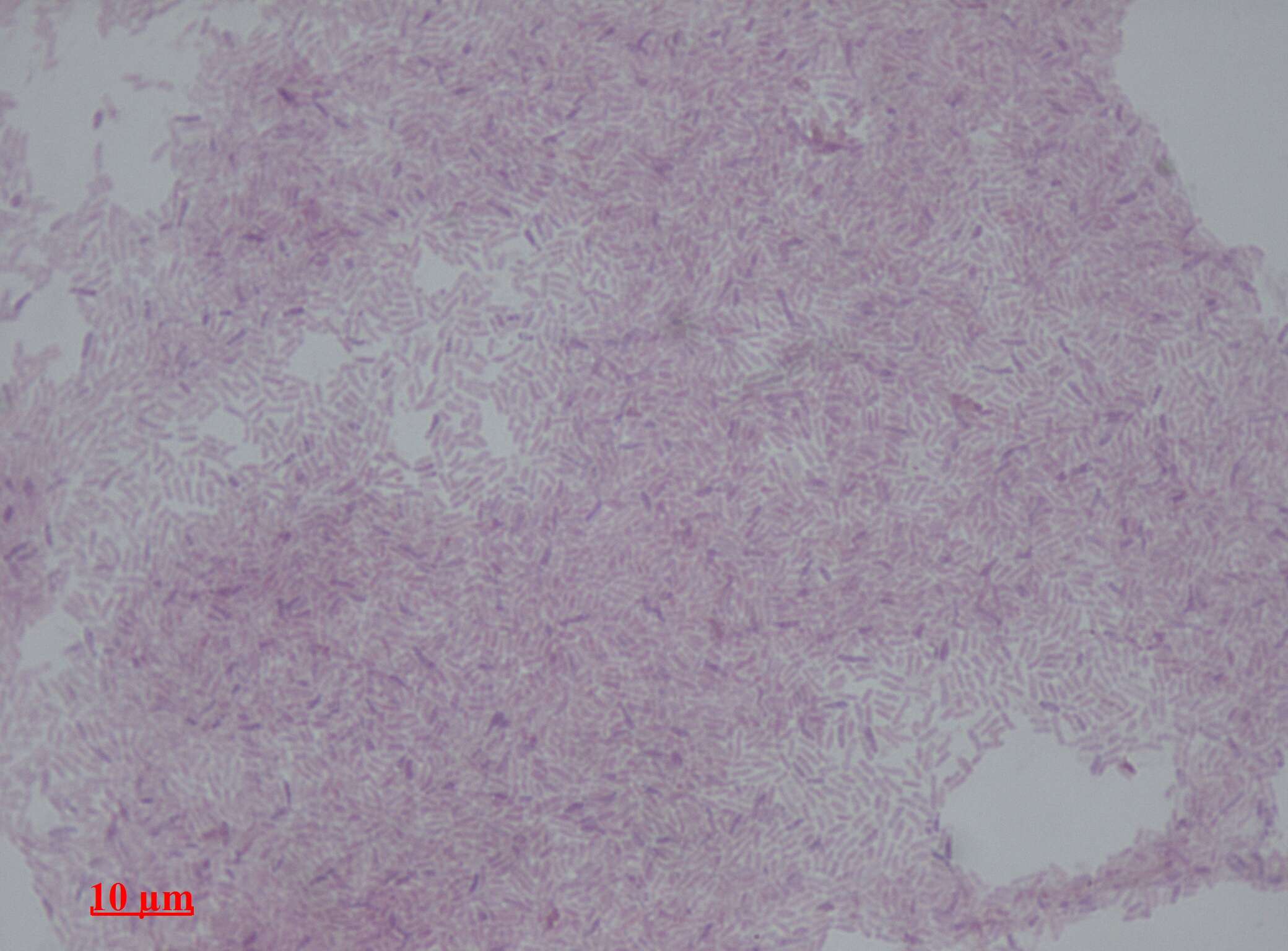 Image of Methylobacterium fujisawaense