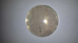 Image de Methylobacterium fujisawaense