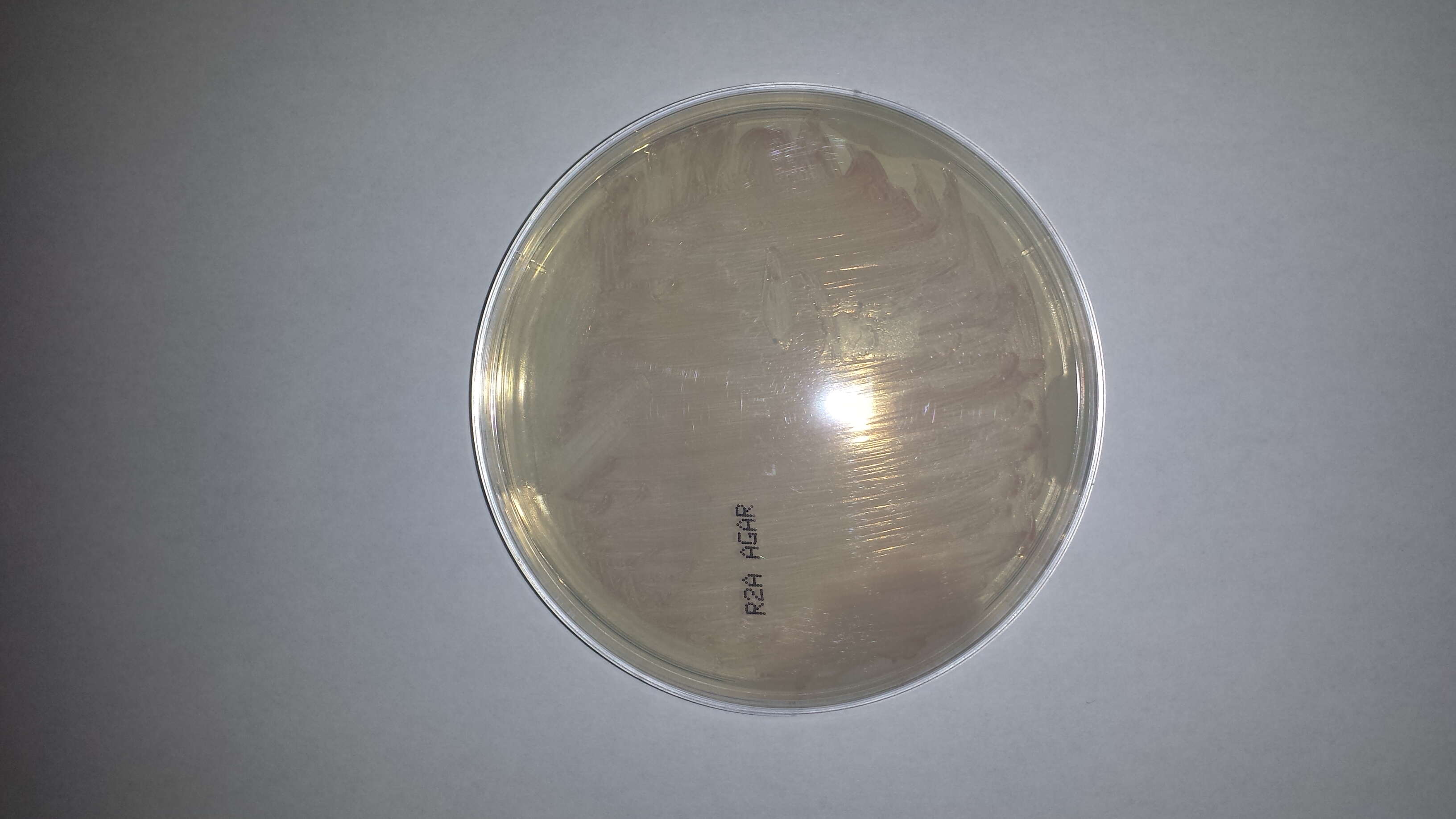 Image de Methylobacterium fujisawaense