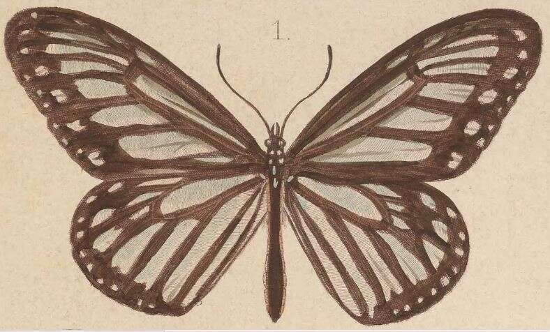 Imagem de Ideopsis hewitsonii Kirsch 1877